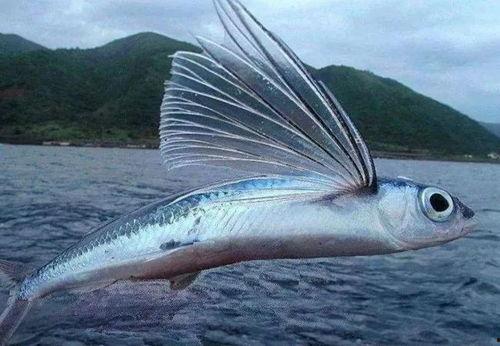 娱乐圈爆料贴会飞的鱼,会飞的鱼背后的惊人真相 第1张 娱乐圈爆料贴会飞的鱼,会飞的鱼背后的惊人真相 第1张